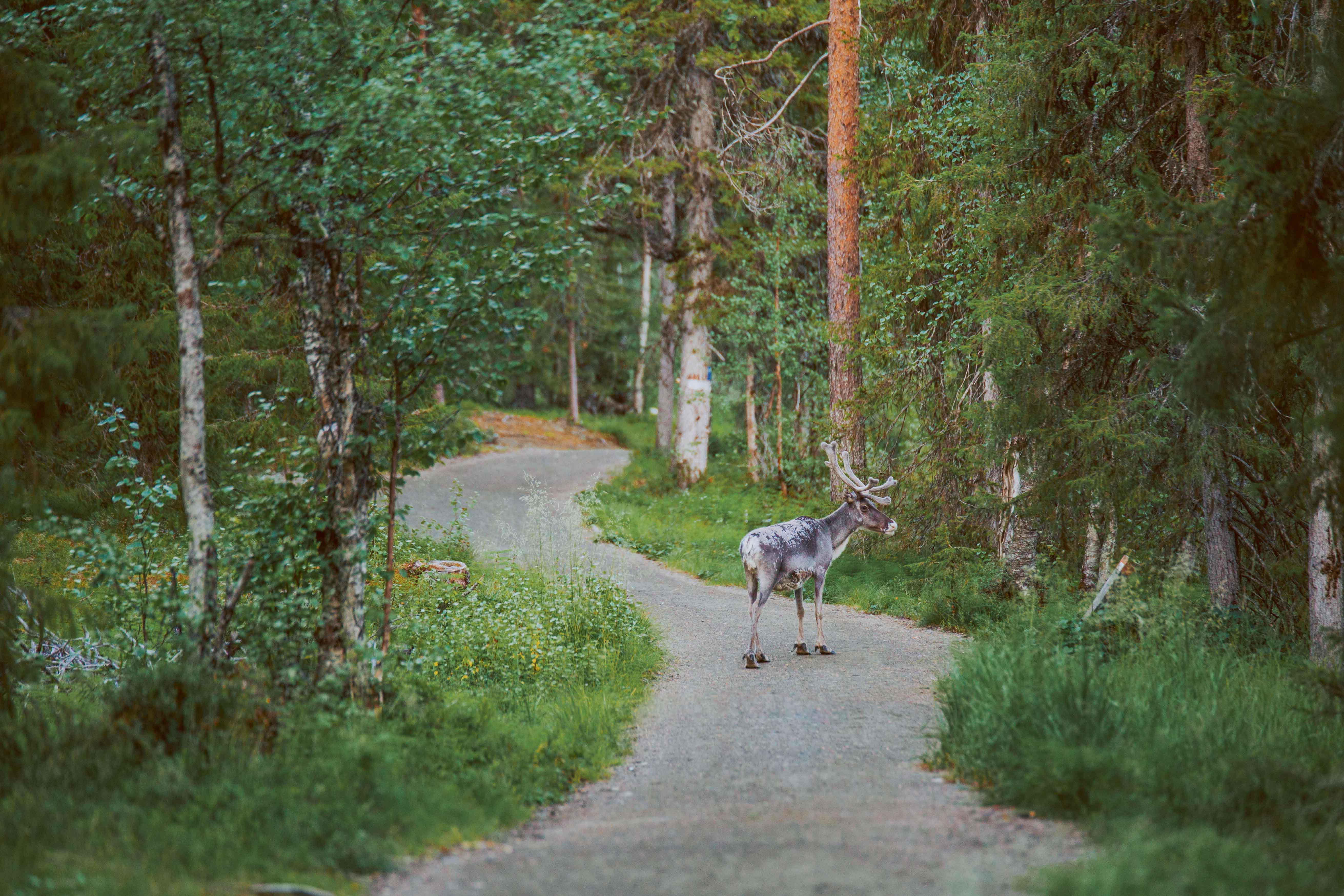 Where can I see a reindeer in Finland? | Visit Finland