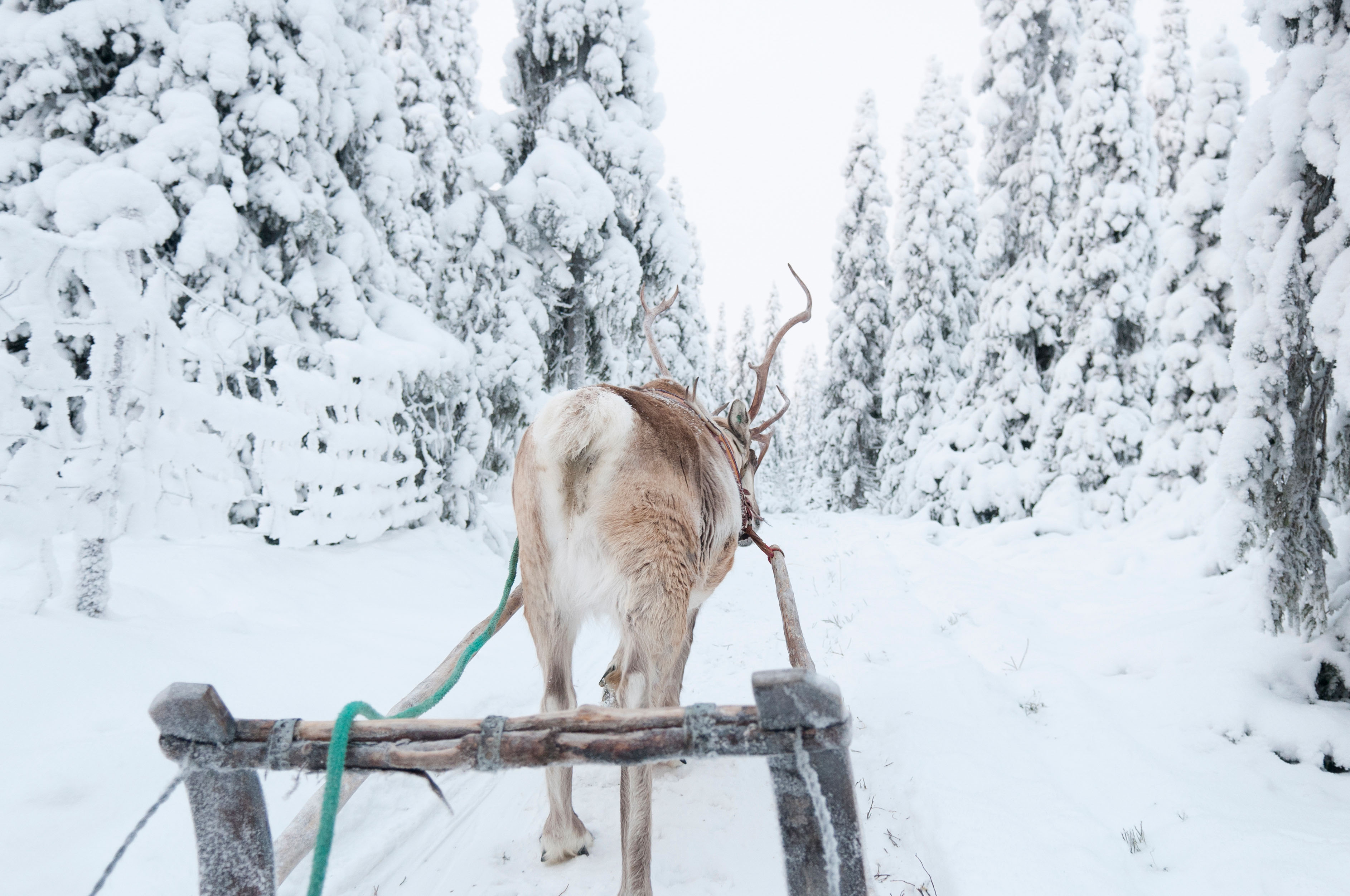 renna della foresta finlandese