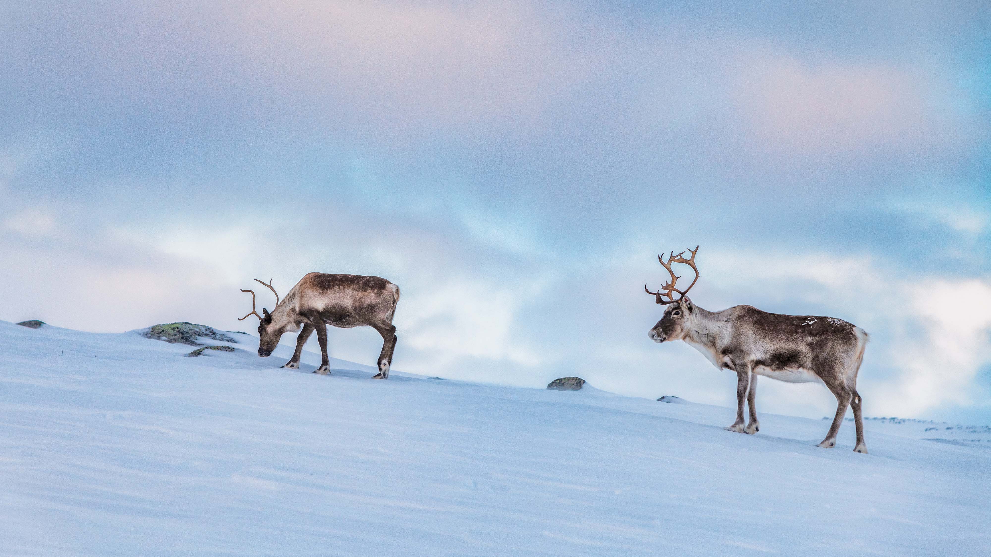 山丘上的两只驯鹿在雪地上寻找地衣