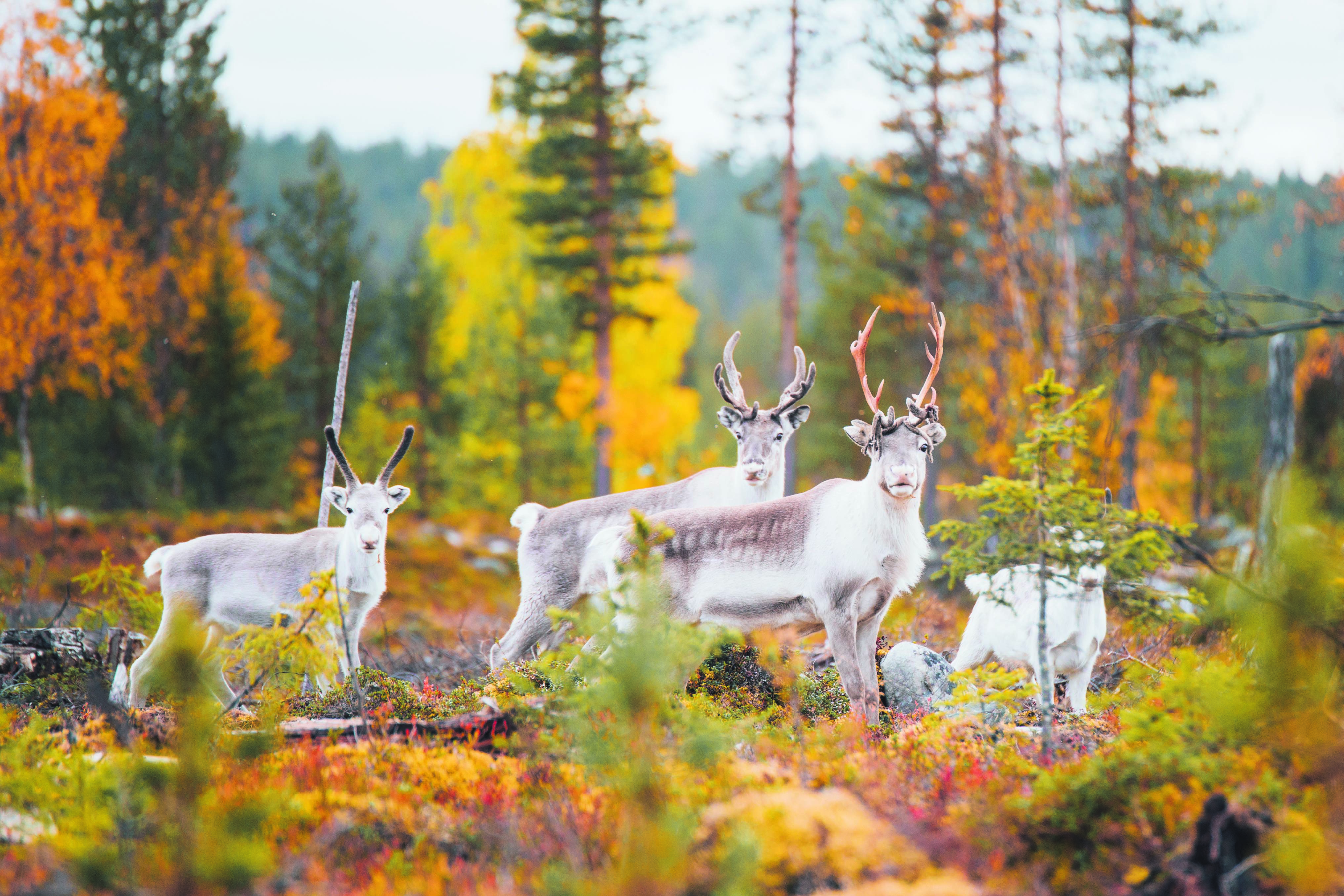 ラップランドで最も興味深い5つのイベント | Visit Finland